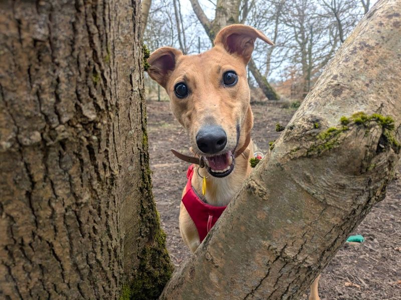 undefined | Lurcher | undefined - 4