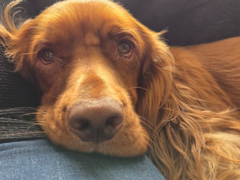 Cocker Spaniel for adoption in Sadberge, Co Durham – 3 years old - Image 4 of 8