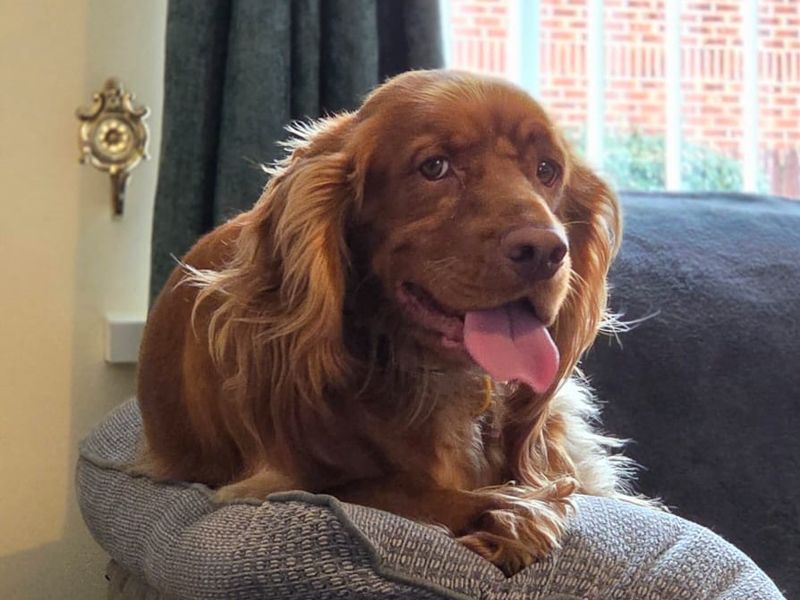 Cocker Spaniel for adoption in Sadberge, Co Durham – 3 years old - Image 7 of 8