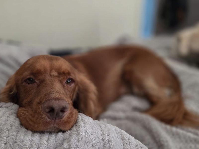 Cocker Spaniel for adoption in Sadberge, Co Durham – 3 years old - Image 6 of 8