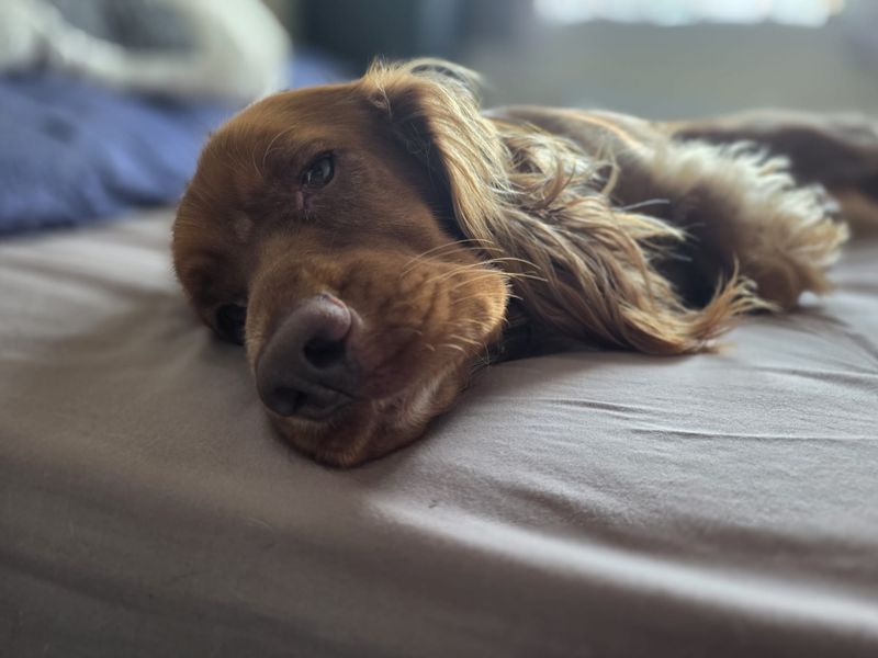 Cocker Spaniel for adoption in Sadberge, Co Durham – 3 years old - Image 8 of 8