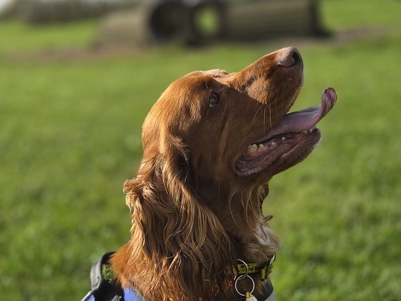 Cocker Spaniel for adoption in Sadberge, Co Durham – 3 years old
