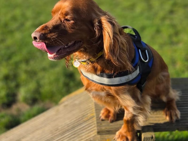 Cocker Spaniel for adoption in Sadberge, Co Durham – 3 years old - Image 3 of 8