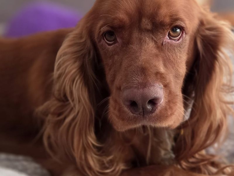 Cocker Spaniel for adoption in Sadberge, Co Durham – 3 years old - Image 2 of 8