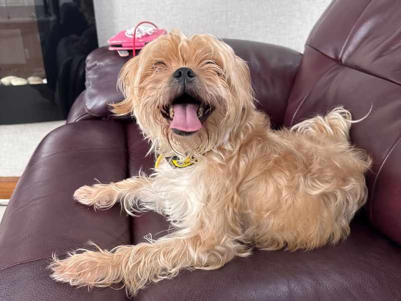 Pug for adoption in West Calder, West Lothian – 3 years old - Image 3 of 4