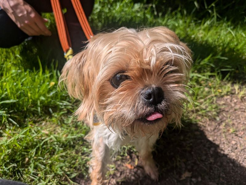Pug for adoption in West Calder, West Lothian – 3 years old