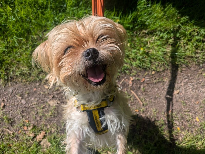 Pug for adoption in West Calder, West Lothian – 3 years old - Image 2 of 4