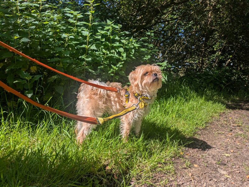 Pug for adoption in West Calder, West Lothian – 3 years old - Image 4 of 4