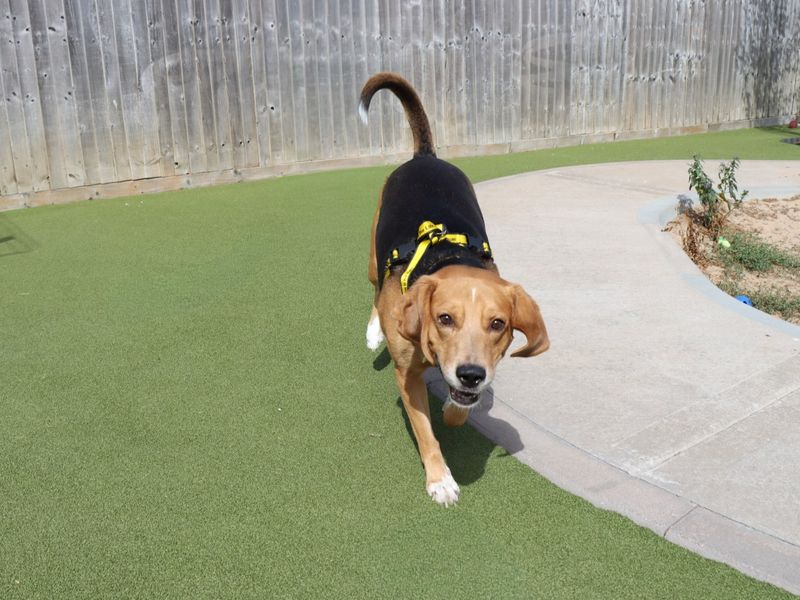 Beagle for adoption in Evesham, Worcestershire – 6 years old - Image 6 of 7