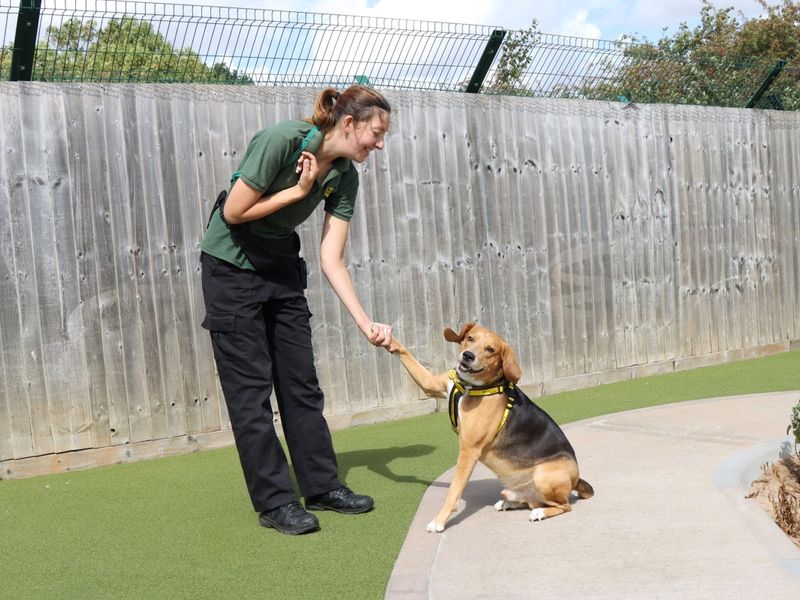 Beagle for adoption in Evesham, Worcestershire – 6 years old - Image 2 of 7