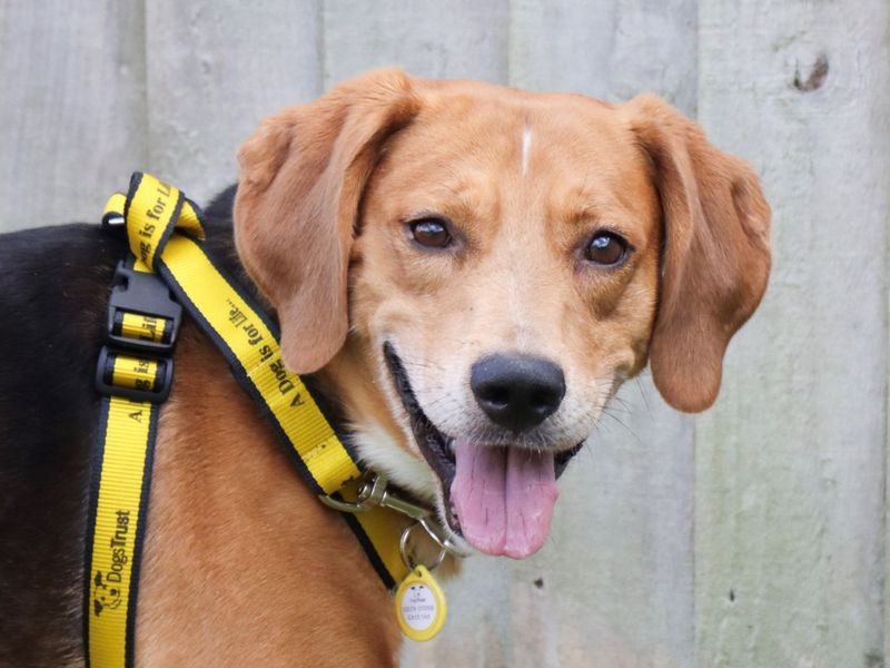 Beagle for adoption in Evesham, Worcestershire – 6 years old - Image 4 of 7