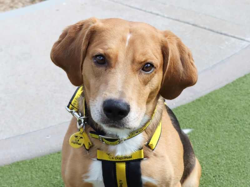 Beagle for adoption in Evesham, Worcestershire – 6 years old