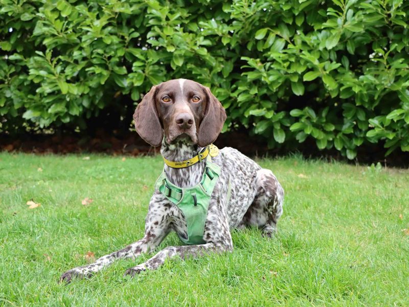 German Pointer for adoption in Sadberge, Durham – 4 years old - Image 2 of 3