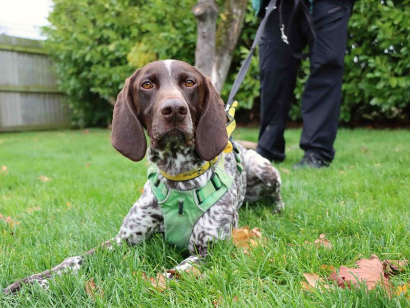 German Pointer for adoption in Sadberge, Co Durham – 4 years old