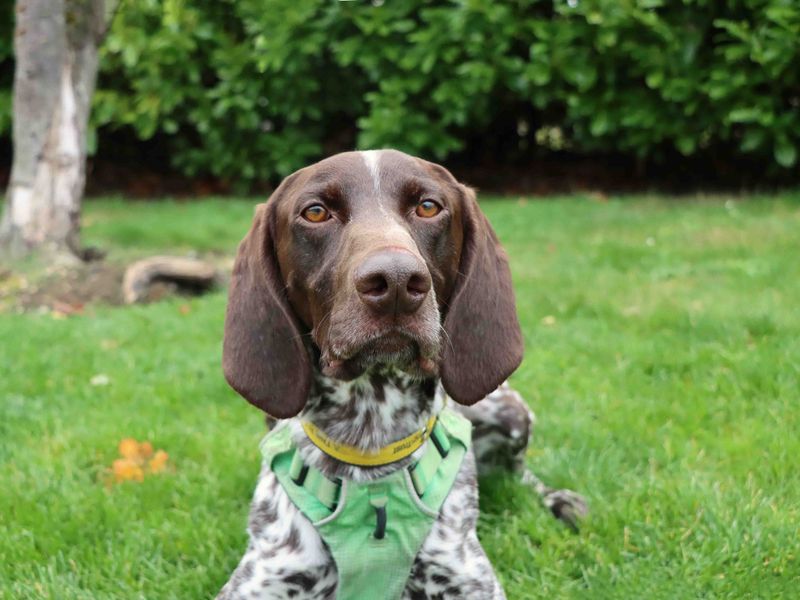German Pointer for adoption in Sadberge, Durham – 4 years old - Image 3 of 3