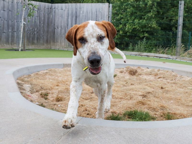 Hartley | Foxhound Cross | Evesham (Worcestershire) - 1