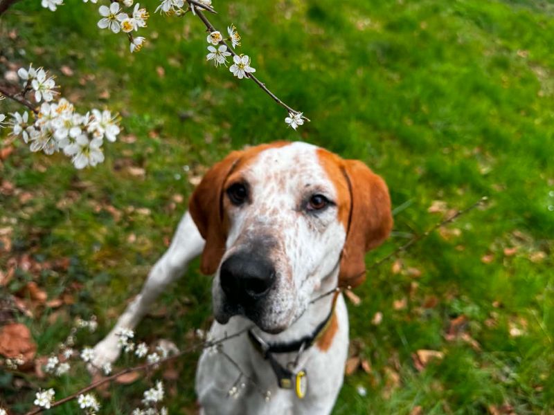 undefined | Foxhound Cross | undefined - 5