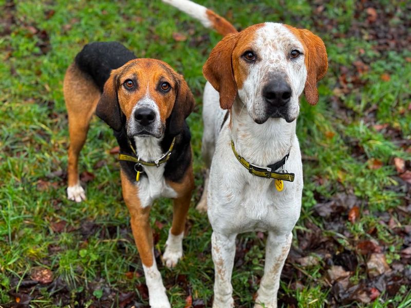 undefined | Foxhound Cross | undefined - 4