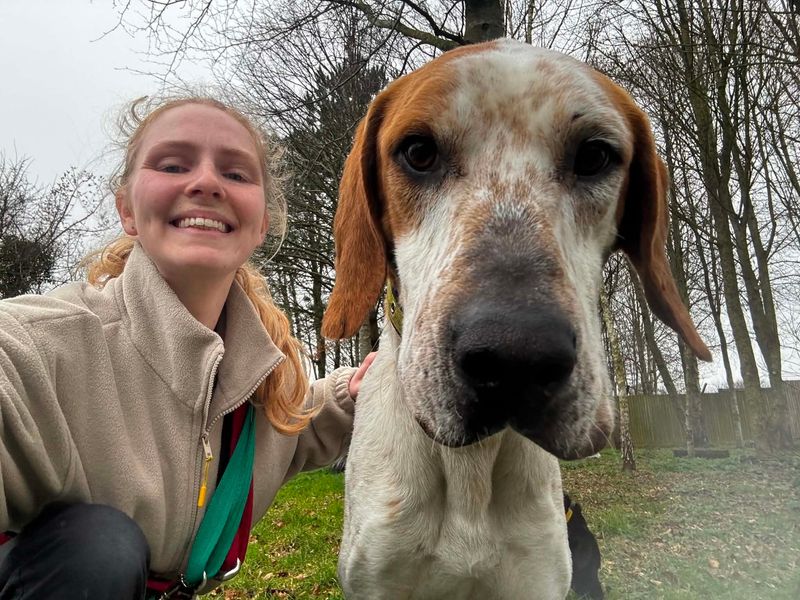 undefined | Foxhound Cross | undefined - 3
