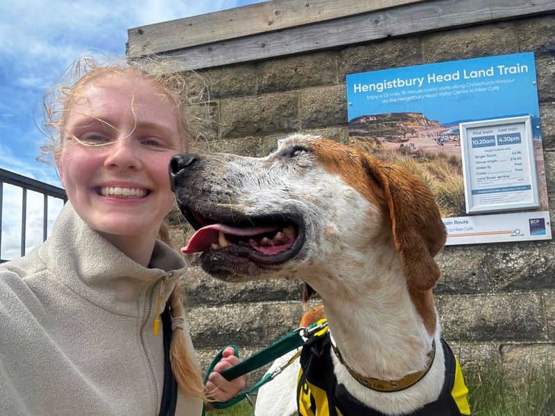 undefined | Foxhound Cross | undefined - 2