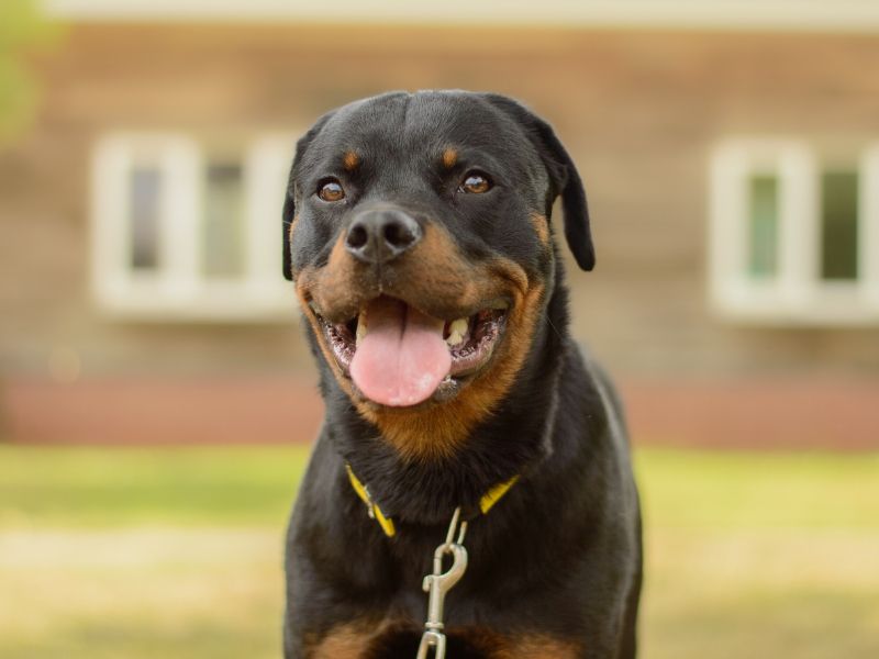 Rottweiler for adoption in Kenilworth, Warks – 11 months old - Image 3 of 6