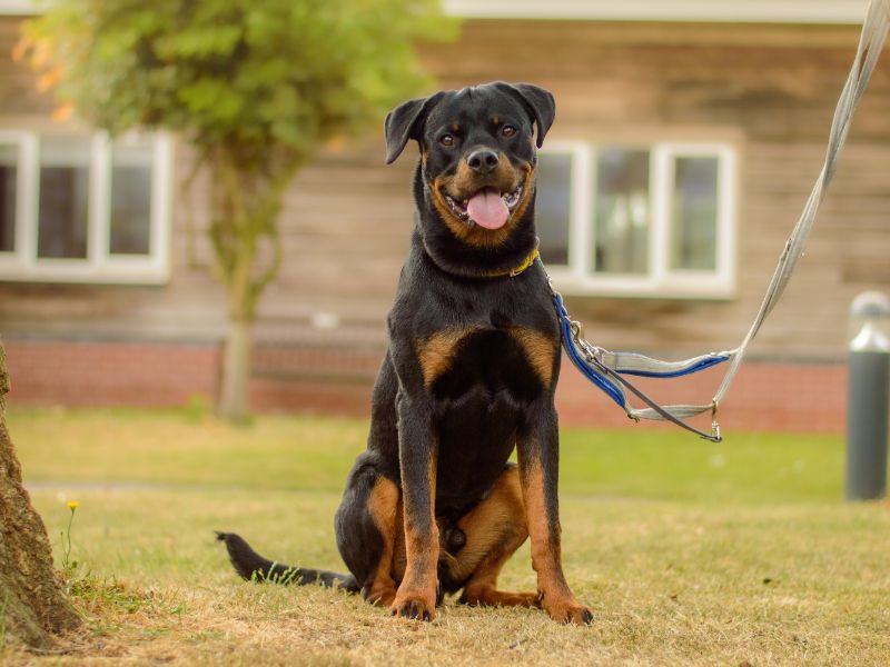 Rottweiler for adoption in Kenilworth, Warks – 11 months old - Image 2 of 6