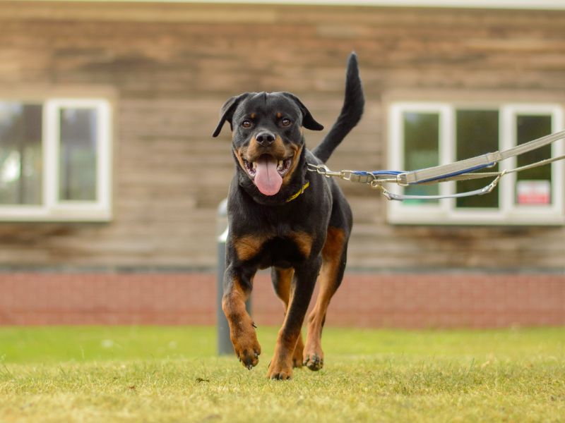 Rottweiler for adoption in Kenilworth, Warks – 11 months old - Image 6 of 6