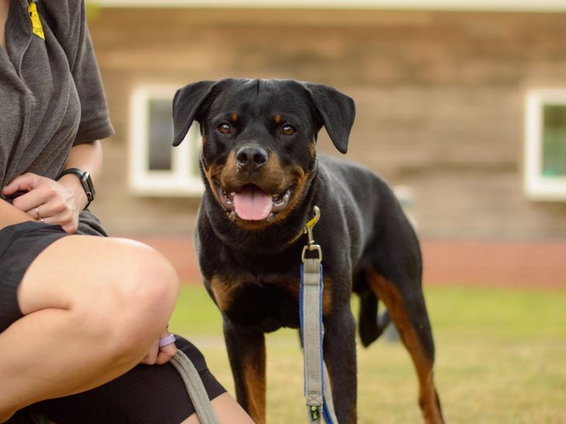 Rottweiler for adoption in Kenilworth, Warks – 11 months old