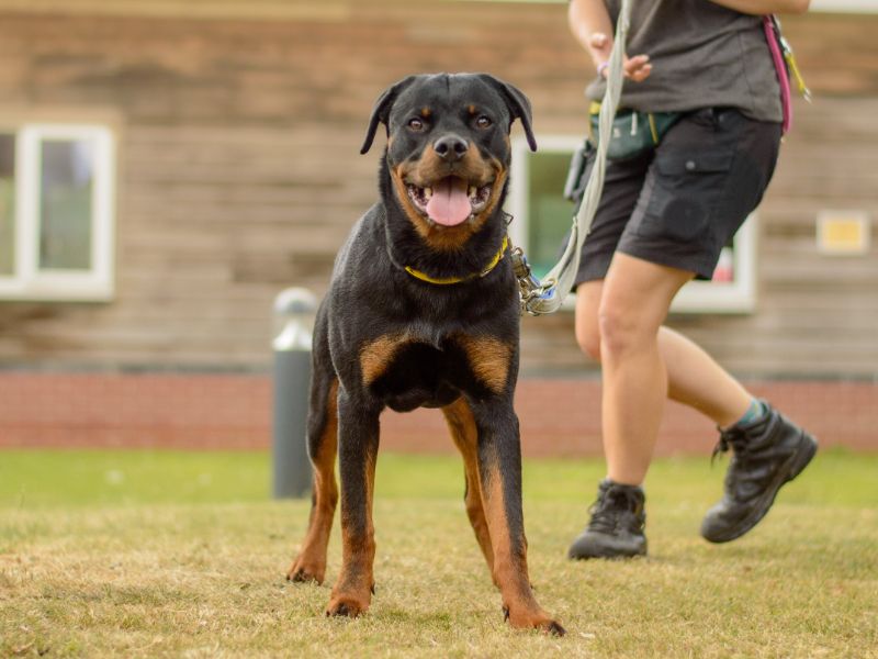 Rottweiler for adoption in Kenilworth, Warks – 11 months old - Image 4 of 6