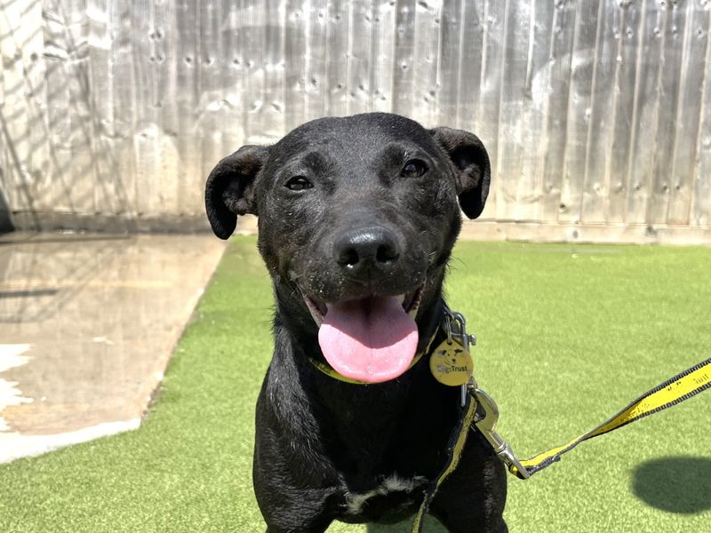 Izzy | Terrier (Patterdale) | Evesham (Worcestershire) - 1
