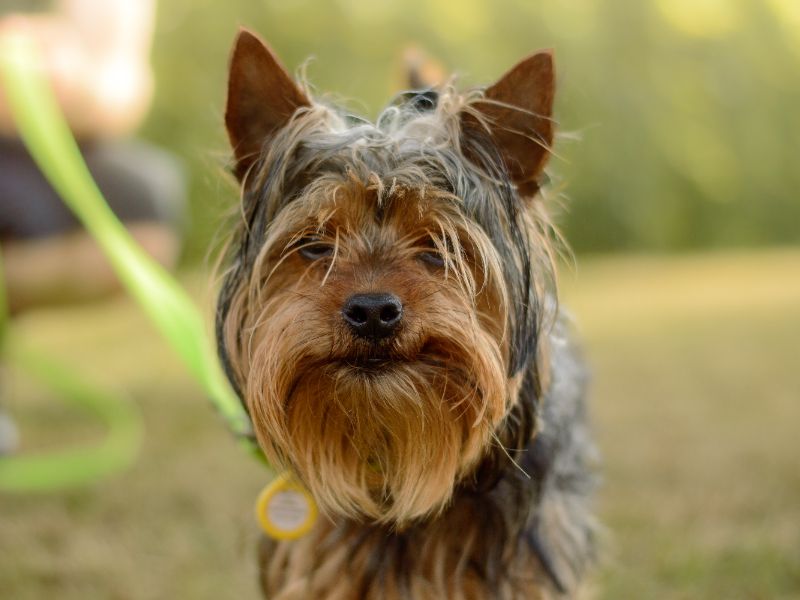 Yorkshire Terrier for adoption in Kenilworth, Warks – 3 years old