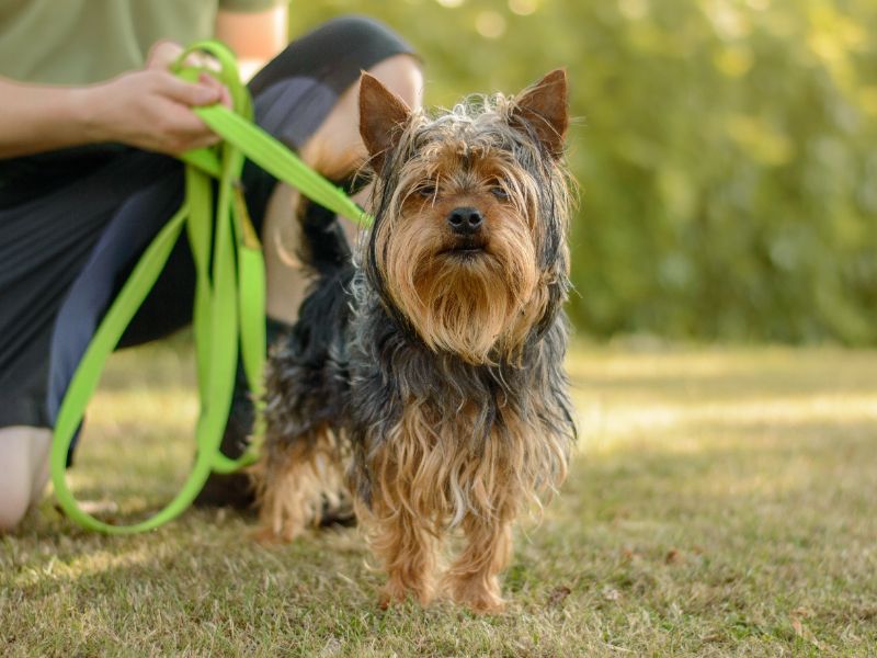 Yorkshire Terrier for adoption in Kenilworth, Warks – 3 years old - Image 2 of 3