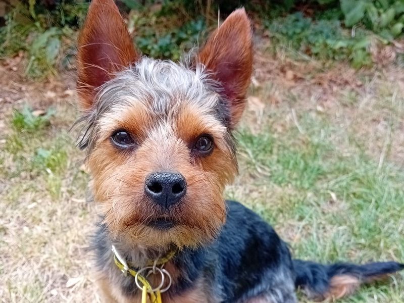 Croissant | Terrier (Yorkshire) | Kenilworth (West Midlands) - 1
