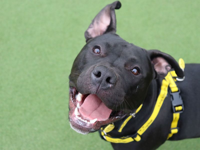 Staffordshire Bull Terrier Dogs And Puppies For Adoption