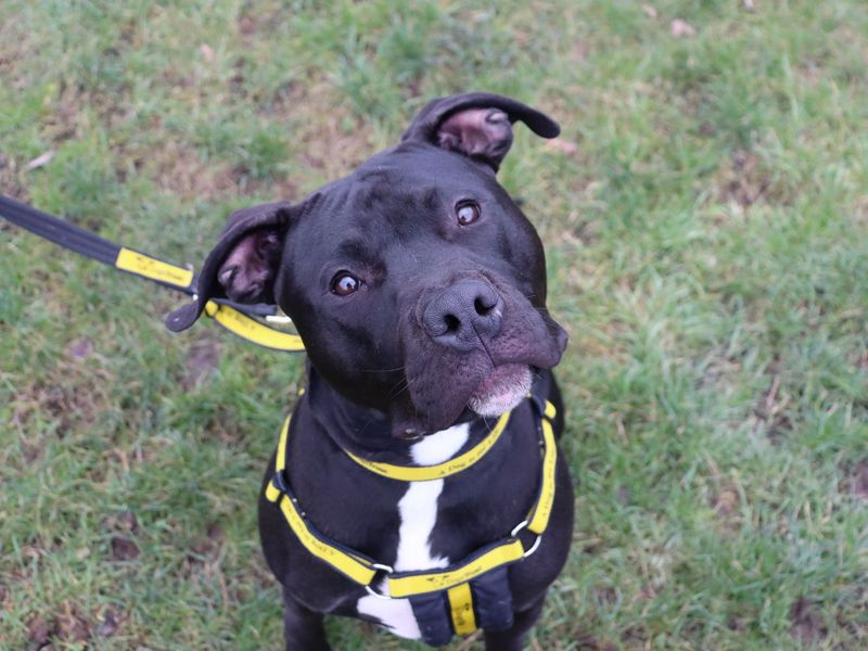 Frodo - Image 2 of 5