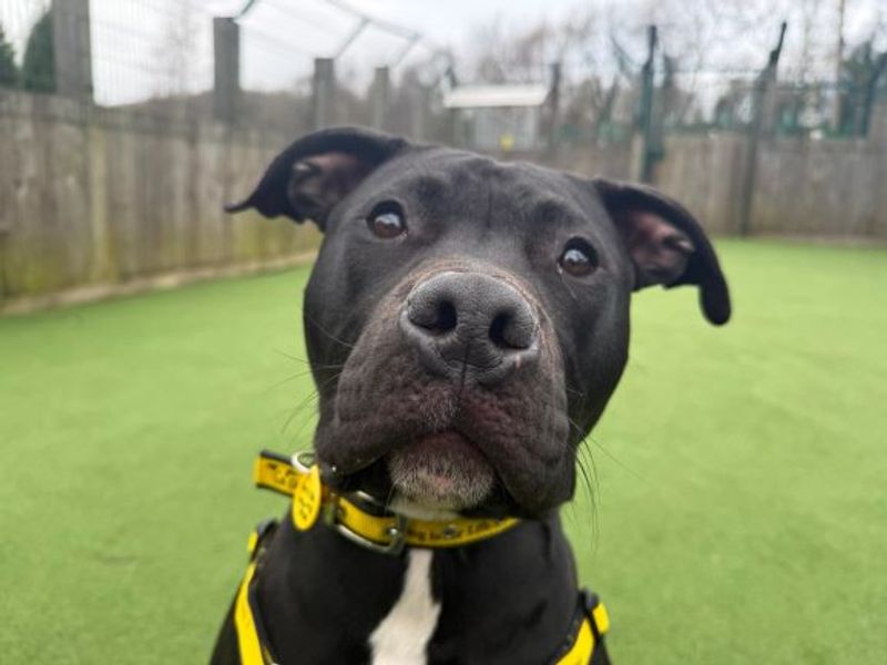 Frodo - Image 4 of 5