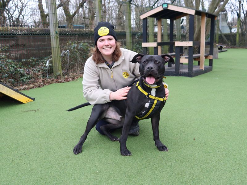 Frodo - Image 5 of 5