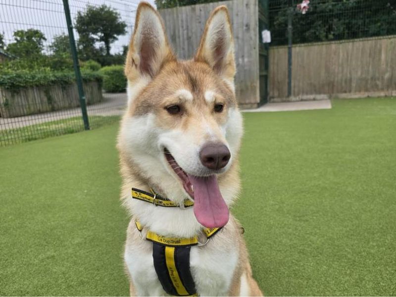Siberian Husky for adoption in Telford, Shropshire – 1 year old