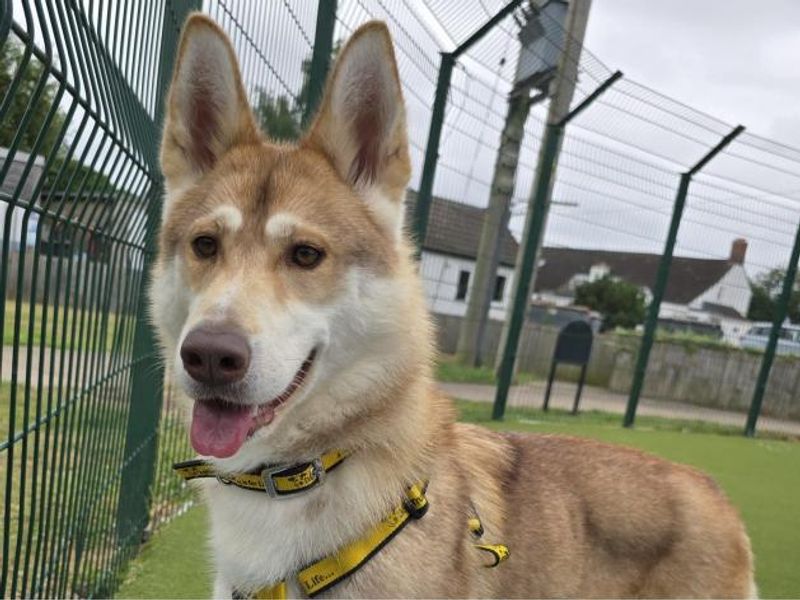 Siberian Husky for adoption in Telford, Shropshire – 1 year old - Image 2 of 3