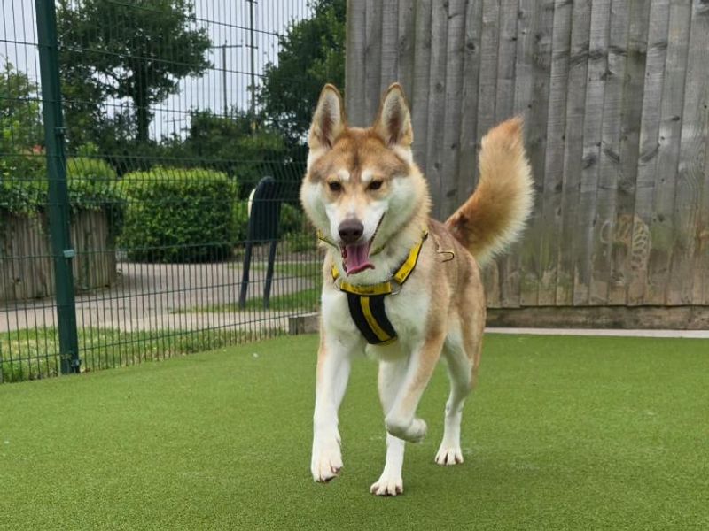 Siberian Husky for adoption in Telford, Shropshire – 1 year old - Image 3 of 3