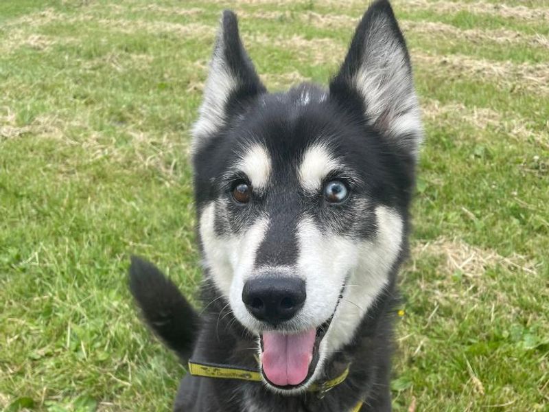 Siberian Husky for adoption in Telford, Shropshire – 8 years old - Image 2 of 2