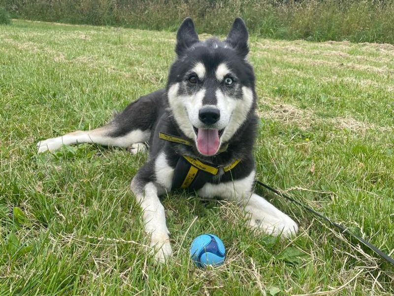 Siberian Husky for adoption in Telford, Shropshire – 8 years old