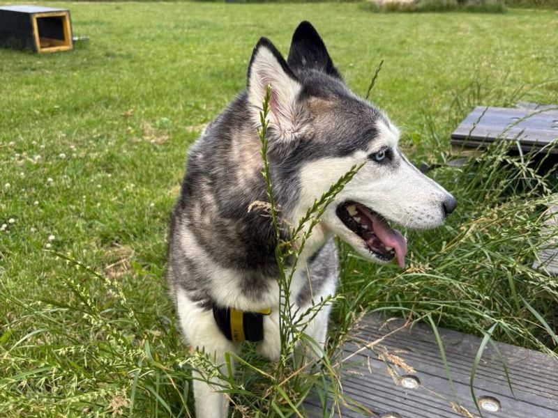 Siberian Husky for adoption in Telford, Shropshire – 8 years old