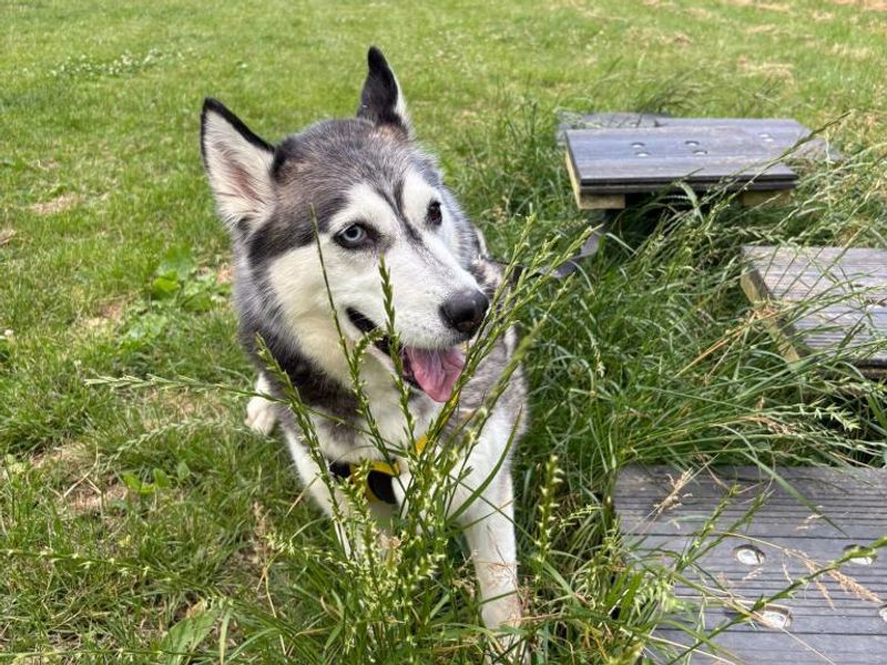 Siberian Husky for adoption in Telford, Shropshire – 8 years old - Image 2 of 2