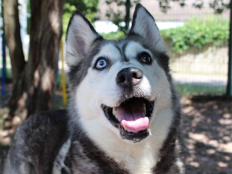 Aurora | Siberian Husky | Shrewsbury (Shropshire) - 1