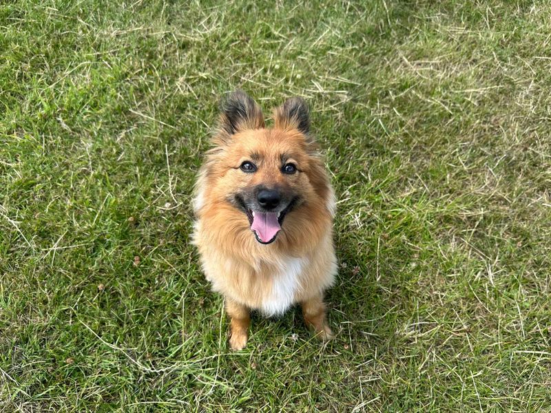Pomeranian for adoption in Shoreham by Sea, West Sussex – 3 years old - Image 6 of 8