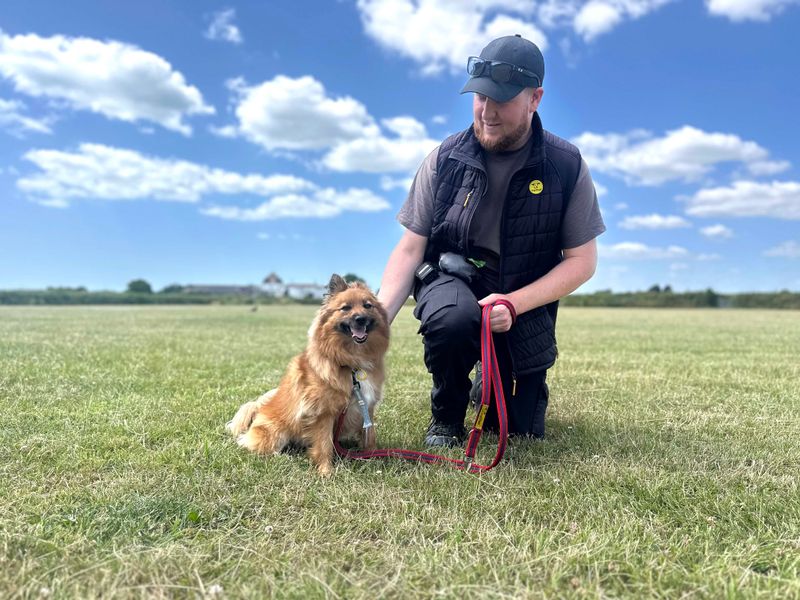 Pomeranian for adoption in Shoreham by Sea, West Sussex – 3 years old - Image 3 of 8