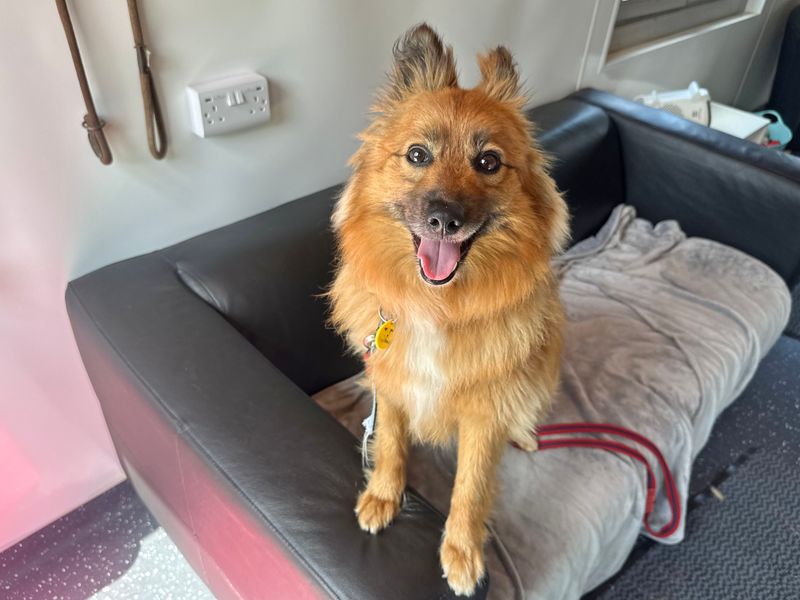 Pomeranian for adoption in Shoreham by Sea, West Sussex – 3 years old