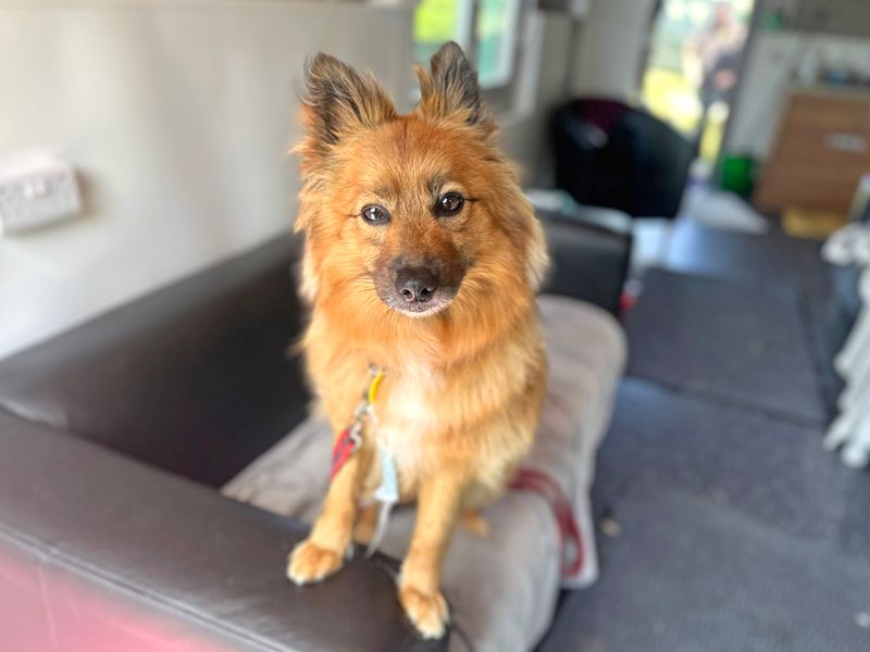 Pomeranian for adoption in Shoreham by Sea, West Sussex – 3 years old - Image 5 of 8