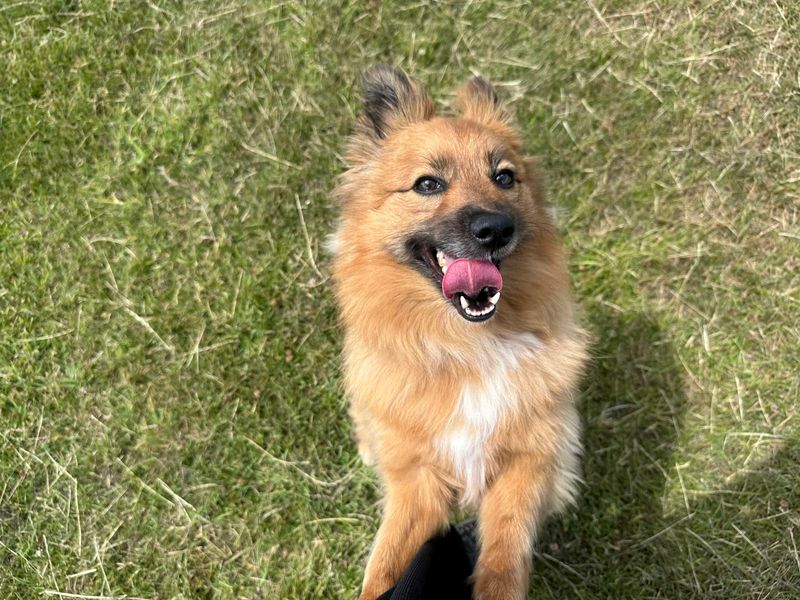 Pomeranian for adoption in Shoreham by Sea, West Sussex – 3 years old - Image 7 of 8